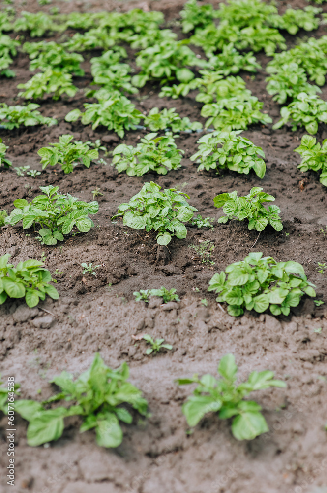 Green bushes of potato plant grow in the garden. Photography, nature, growing food, agriculture. Green bushes of potato plant grow in the garden. Photography, nature, growing food, agriculture.