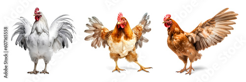 A set of images of a chickens showing wings, isolated background. Generative Ai