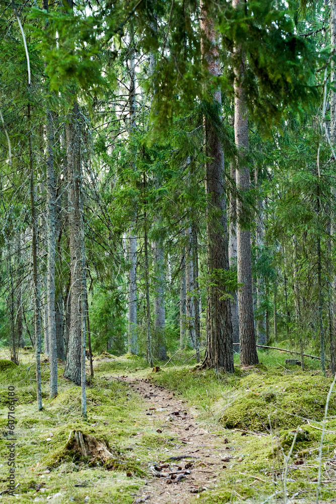 Fototapeta premium footpath in the woods