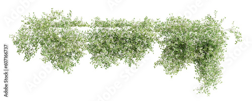 Group of Trachelospermum Jasminoides creeper plants, isolated on transparent background.