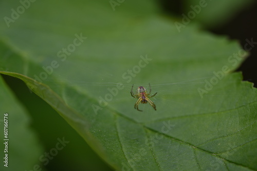 spider on leaf © Auslander86