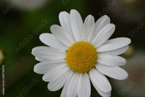 daisy flower closeup