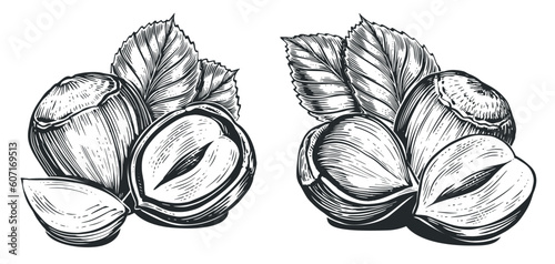 Hazelnuts isolated on white. Filberts with leaves. Nuts food sketch. Hand drawn vector illustration