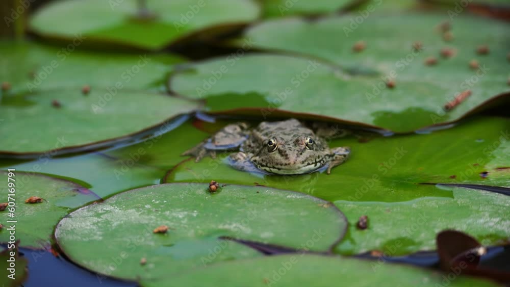 frog leaf water lily. A small green frog is sitting at the edge of water lily leaves in a pond frog leaf water lily. A small green frog is sitting at the edge of water lily leaves in a pond