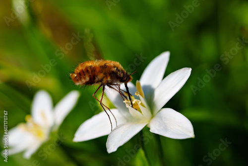 close-up. The bee pollinates flowers. © andrey
