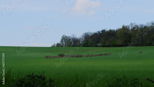 Deer herd in Hungary in a green lush meadow