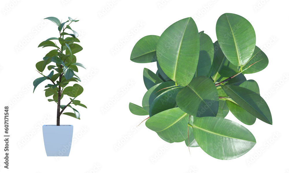 Ficus Elastica pot interior plant top front view png alpha channel Ficus Elastica pot interior plant top front view png alpha channel