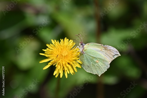butterfly on flower © Auslander86