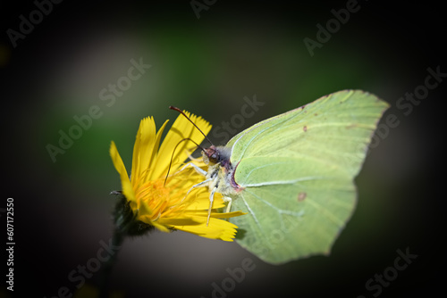 butterfly on flower