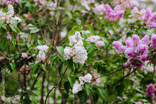 Flowering of white, pink lilac flowers in spring in a garden in nature. Close-up photo.