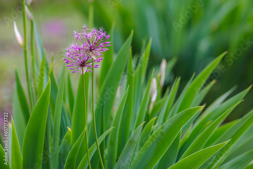 Flowers in the flowerbed Onion skoroda. Greening the urban environment. Background with selective focus photo