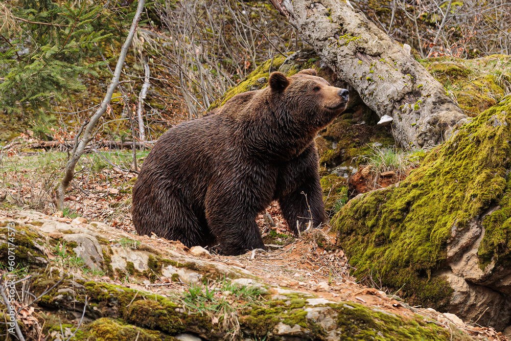 male brown bear (Ursus arctos) sniffs against the wind male brown bear (Ursus arctos) sniffs against the wind