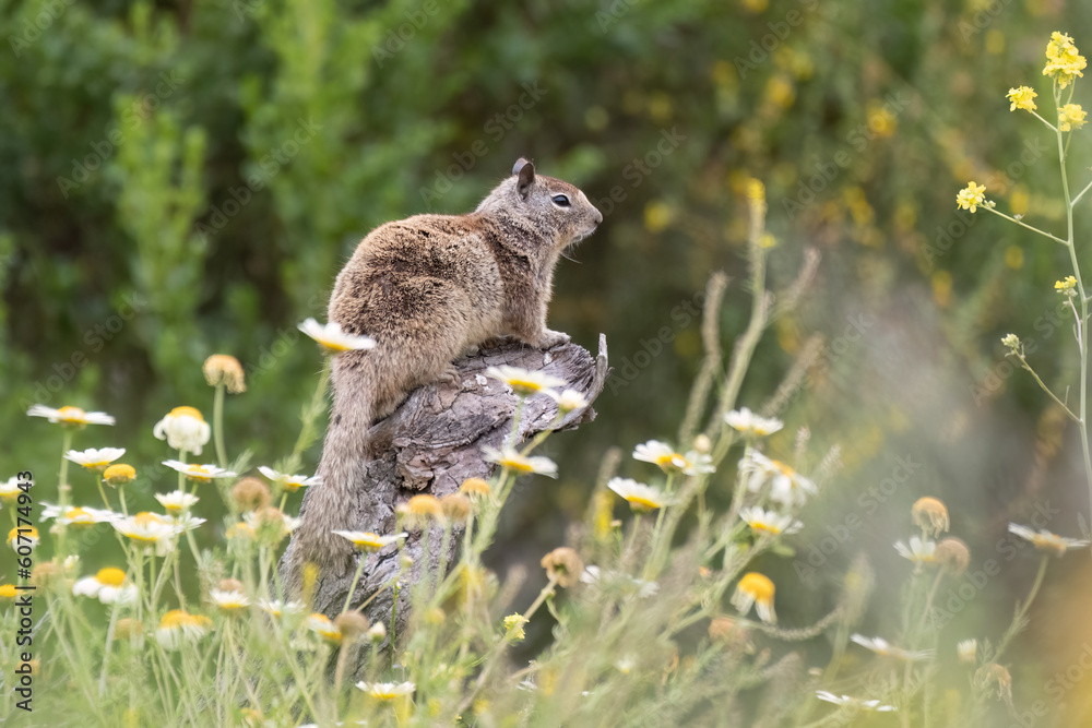 Cute ground squirrel perched on a deadwood stump above the wildflowers of the estuary Cute ground squirrel perched on a deadwood stump above the wildflowers of the estuary