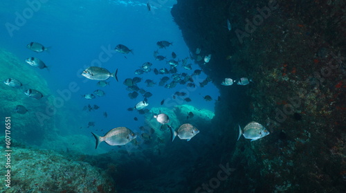 Fototapeta Naklejka Na Ścianę i Meble -  Fish underwater in the Mediterranean sea, some sharpsnout bream with a shoal of common two-banded seabream, natural scene, Spain