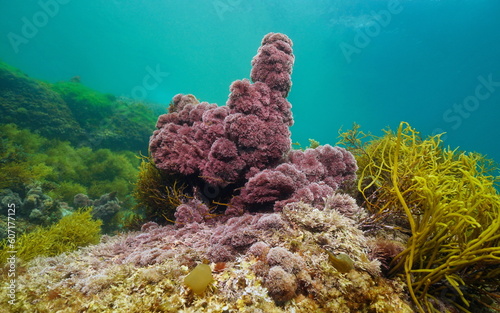 Photos Red alga Jania rubens, the slender-beaded coral weed, underwater in the Atlantic