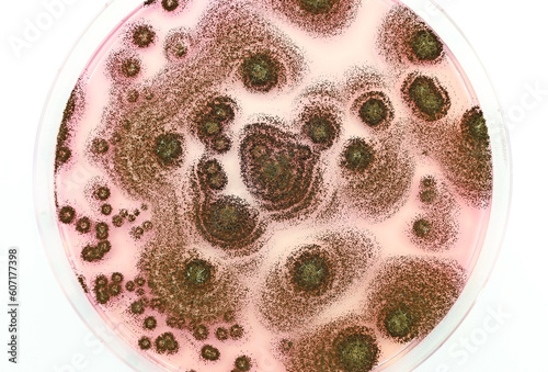 A Petri dish with fungal colonies in the Microbiology laboratory. 