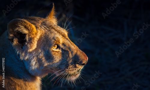 A lioness in the rays of the sun. African lioness close-up.  Morning in the savannah of Kenya National Park. Animals of Africa.