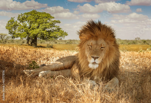 African male lion facing the camera.  Animals of Africa.  Travel to Kenya. Masai Mara National Park.