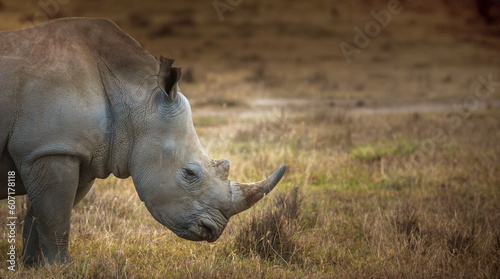 rhinos in lake nakuru national park, kenya