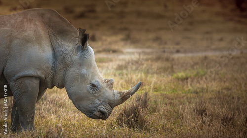 rhinos in lake nakuru national park, kenya photo