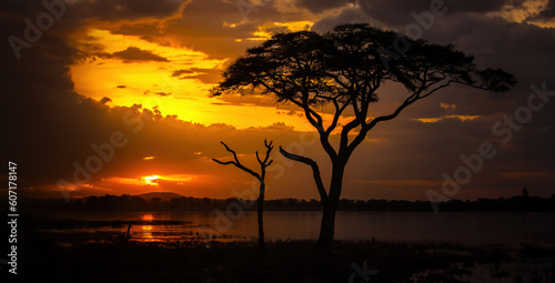 Sunset in Africa. Silhouettes of trees against the background of sunset.  Kenya s evening sky. Colorful sunset in Africa.  Orange sunset in the Maasai Mara National Park