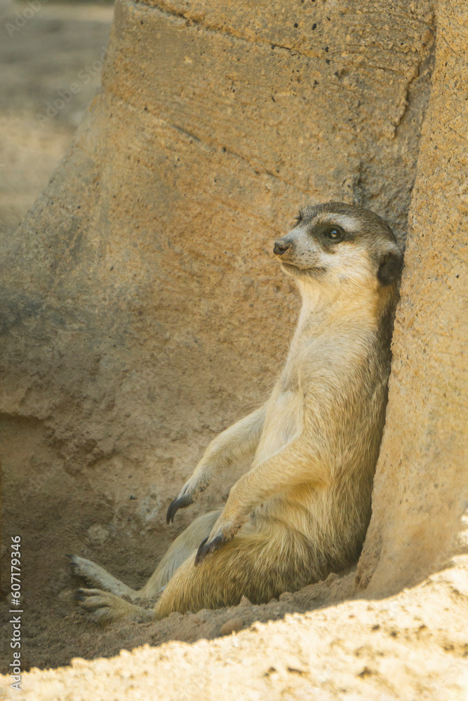 Fototapeta premium Suricata. Retrato suricata.