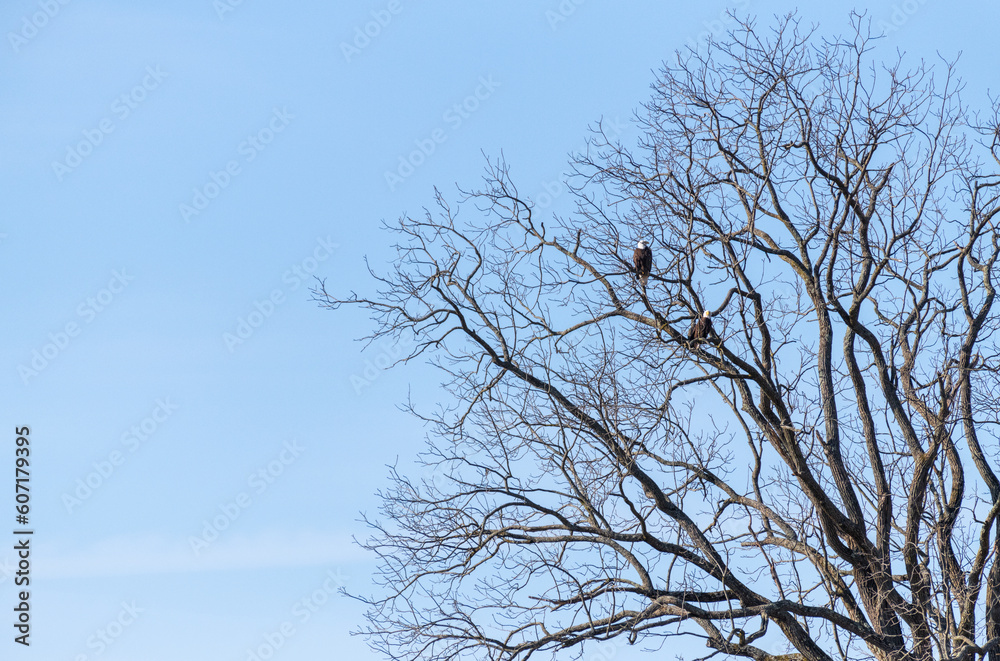 Eagle perched in tree Eagle perched in tree