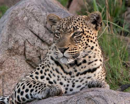 African Leopard  africa 