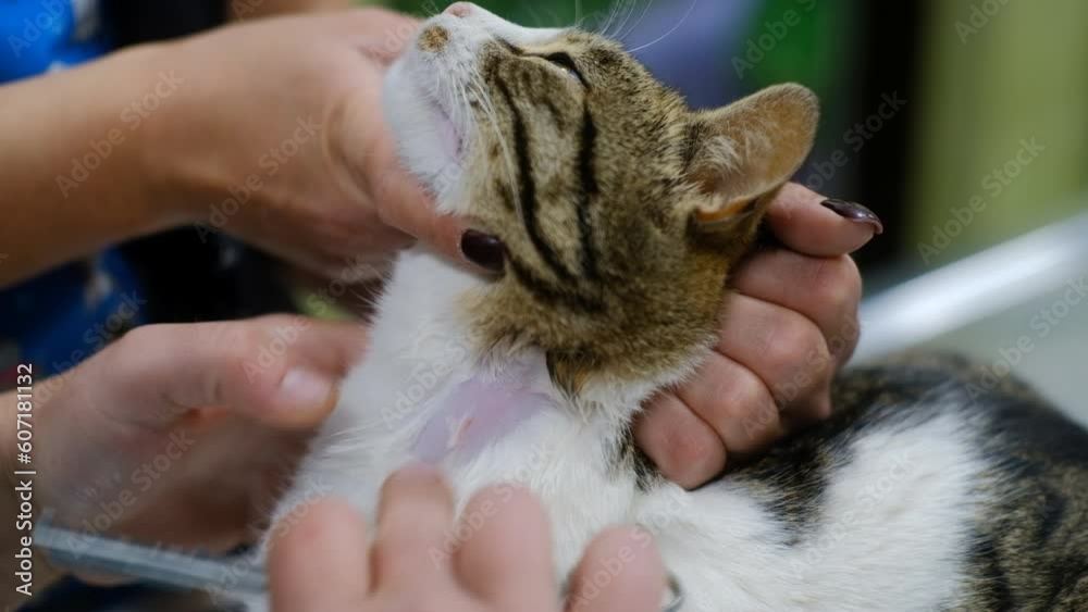 Stockvideon The vet hands shave cat hair on the neck to prepare the animal for taking a blood