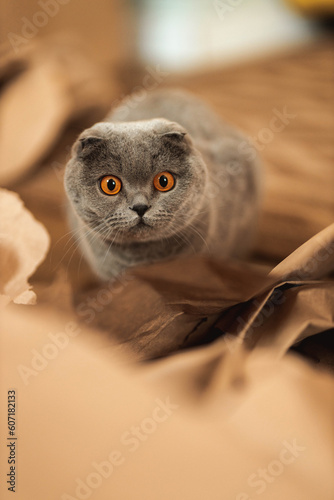 Beautiful funny Grey Scottish-fold shorthair fluffy cat with orange eyes playing on the floor in craft brown paper pieces. Warm picture toning. Pets care. World cat day. Image for website about cats..