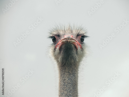 ostrich head portrait.