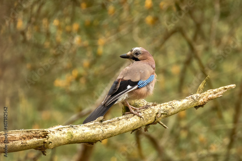 Jay. a very shy corvid bird with beautifully coloured plumage standing on a branch in the woodland with natural forest background 