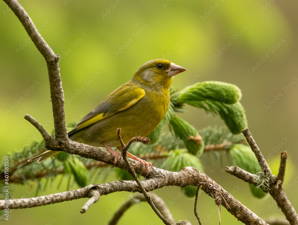 Beautiful greenfinch bird perched on a branch in the woodland with natural forest background Beautiful greenfinch bird perched on a branch in the woodland with natural forest background