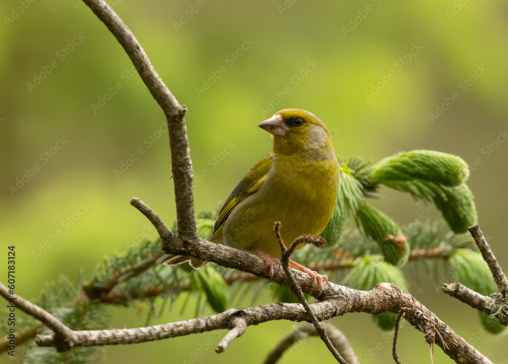 Beautiful greenfinch bird perched on a branch in the woodland with natural forest background Beautiful greenfinch bird perched on a branch in the woodland with natural forest background