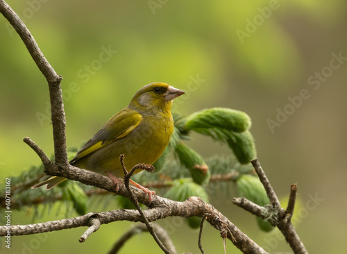 Beautiful greenfinch bird perched on a branch in the woodland with natural forest background © Sarah