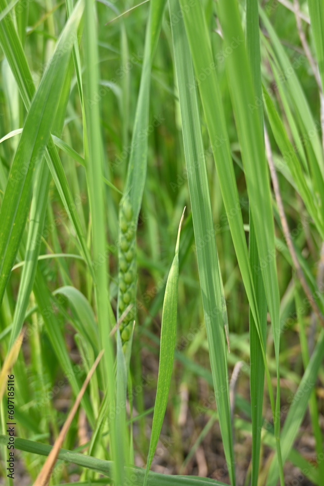 Juicy green spring wheat, ear of wheat, succulent green cereal plants in the field, tender green meadow spikelets, grass texture background, close-up spikelets moving in the wind Juicy green spring wheat, ear of wheat, succulent green cereal plants in the field, tender green meadow spikelets, grass texture background, close-up spikelets moving in the wind