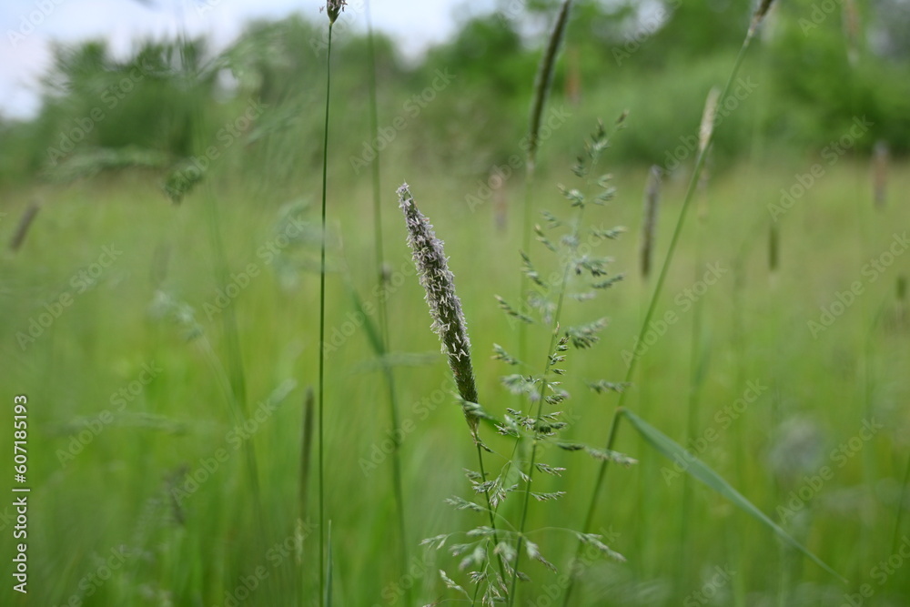 Juicy green spring grass in the meadow, succulent green cereal plants in the field, tender green meadow spikelets, grass texture background, close-up spikelets moving in the wind Juicy green spring grass in the meadow, succulent green cereal plants in the field, tender green meadow spikelets, grass texture background, close-up spikelets moving in the wind