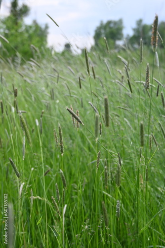 Juicy green spring grass in the meadow, succulent green cereal plants in the field, tender green meadow spikelets, grass texture background, close-up spikelets moving in the wind
