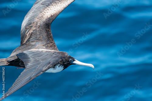 Gazing down at a frigatebird off the coast of the Galápagos Islands