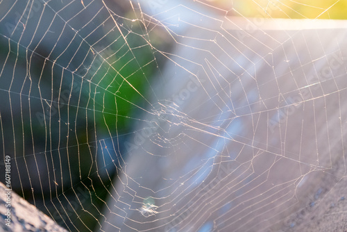 Spinnennetz im Sonnenlicht