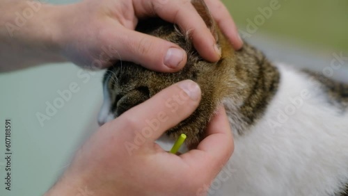 Veterinarian hands removing a tick from a cat's skin closeup photo