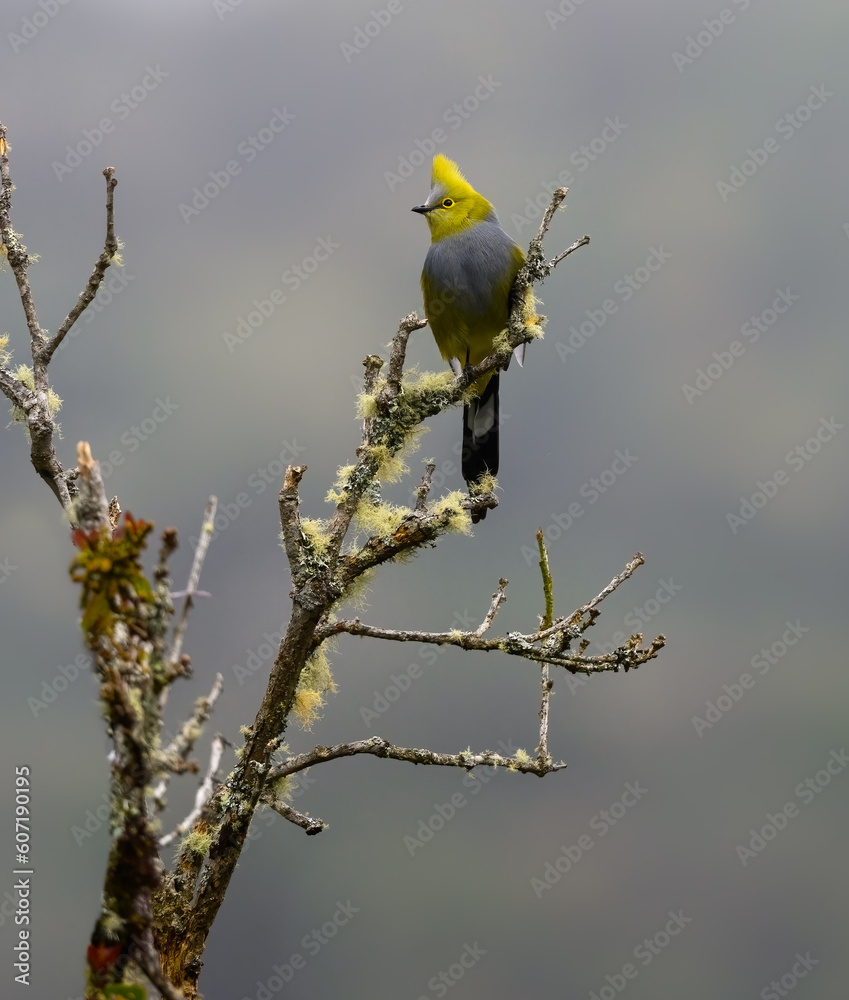 A perched long tailed silky flycatcher photographed in Costa Rica A perched long tailed silky flycatcher photographed in Costa Rica
