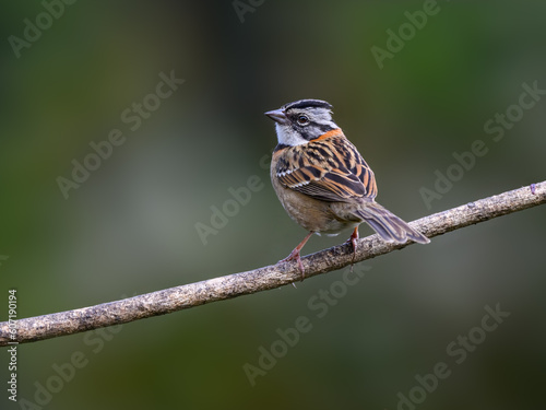 Rufous-collared Sparrow portrait on green background