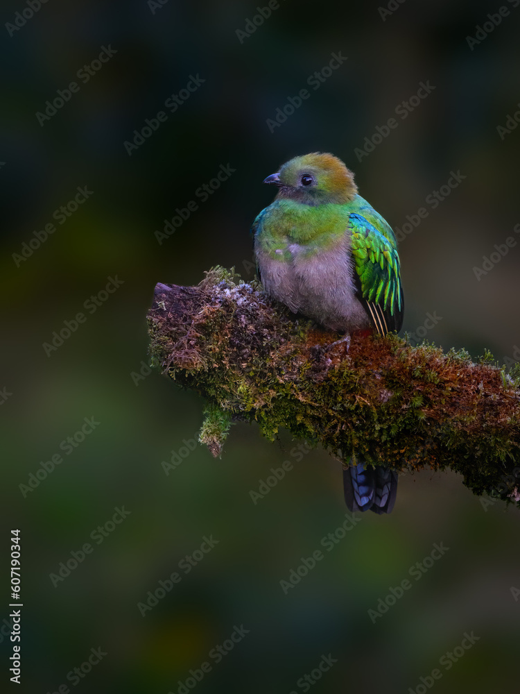 Female Resplendent Quetzal in Costa Rica with green background Female Resplendent Quetzal in Costa Rica with green background