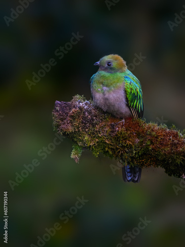 Female Resplendent Quetzal in Costa Rica with green background