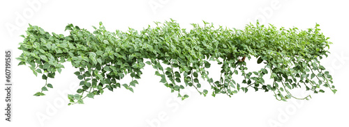 Heart shaped leaf vine, devil's ivy, golden arbor, isolated on white background, clipping path included.