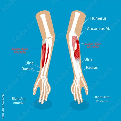 3D Isometric Flat Vector Conceptual Illustration of Supinator Muscle, Labeled Anatomical Scheme