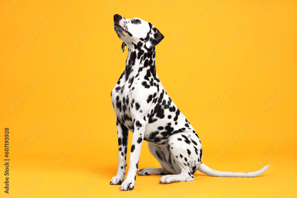 Adorable Dalmatian dog on yellow background. Lovely pet Adorable Dalmatian dog on yellow background. Lovely pet