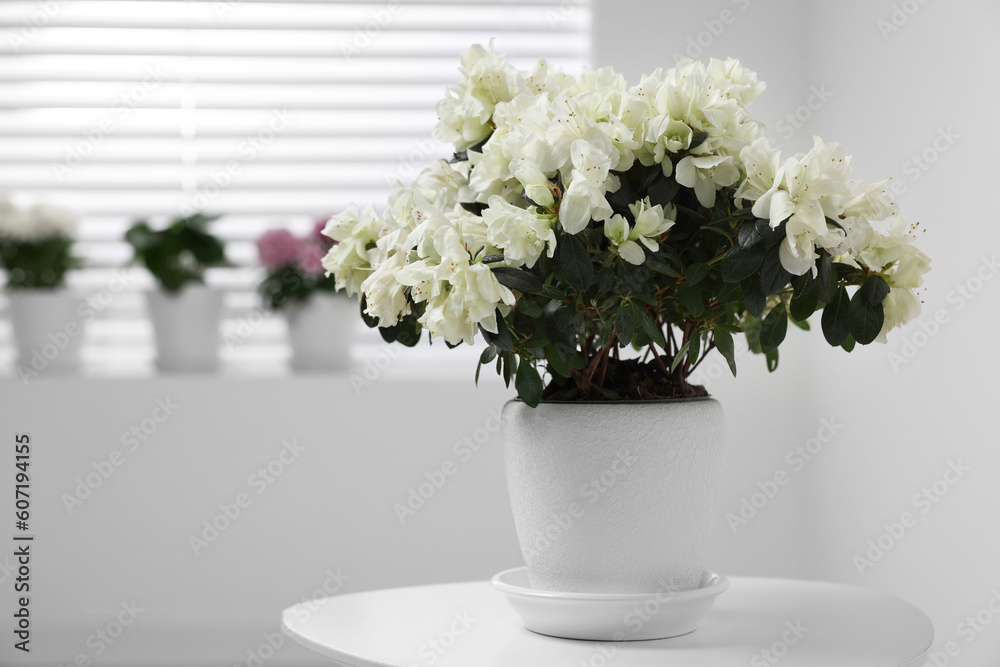 Beautiful azalea plant in flower pot on white table indoors, space for text Beautiful azalea plant in flower pot on white table indoors, space for text
