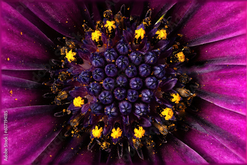 arctotis purple flower close-up with pistils and stamens